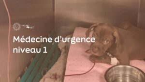 Urgences : structurer sa pratique