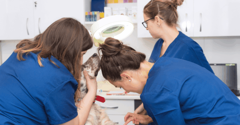 Les 4 compétences professionnelles nécessaires aux jeunes vétérinaires (d’après eux !)