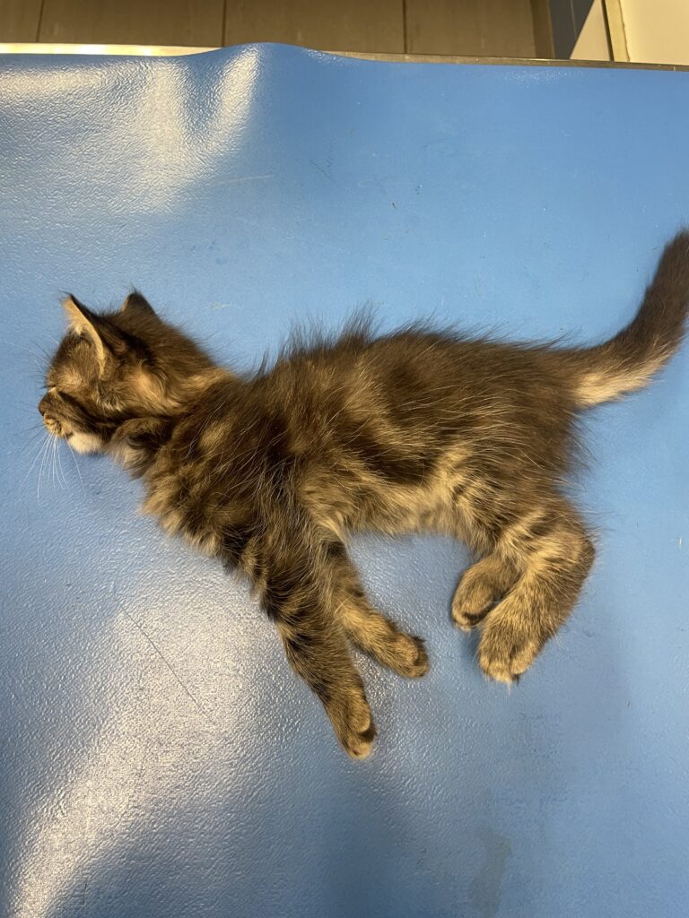 Dyspnée aiguë chez un chat